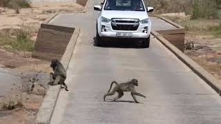 Baboons having fun [upl. by Alves948]