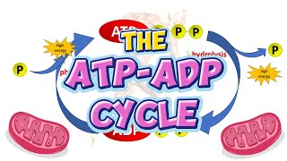 GENERAL BIOLOGY I  ATPADP Cycle [upl. by Yenitirb]