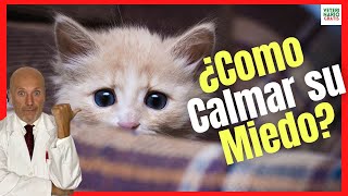 💓¿CÓMO CALMAR A UN GATO CON MIEDO O MUY ASUSTADIZO💓 [upl. by Yadroc]