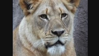 Lion attacks and kills lioness in unprovoked attack at Dallas Zoo Texas [upl. by Donnamarie95]