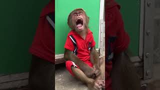 Oh no  CUTIS cried endlesslycutis monkey shortvideo [upl. by Deeann]