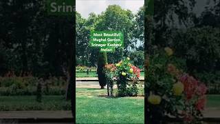 Indian Kashmir ll Mughal garden status Viral llTop Beautiful viral short ll Bgraybtyvlogs [upl. by Horter]