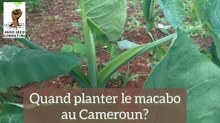 Quand planter le macabo au Cameroun [upl. by Zamora]