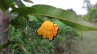 Monkey Slug Moth caterpillars are so cool Phobetron hipparchia [upl. by Lokcin]