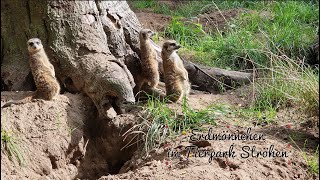 Erdmännchen  Tierpark Ströhen [upl. by Eirallam514]