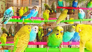 Parakeets Sounds For Relaxation Happy  Budgie Sounds With Love Birds Singing 🐥 [upl. by Iroc738]