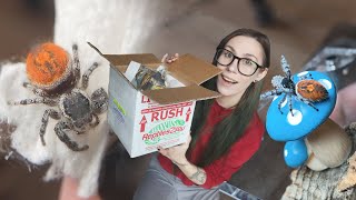 UNBOXING 7 Uncommon Jumping Spiders Phiddipus borealis amp tyrrelli [upl. by Etteniotnna996]