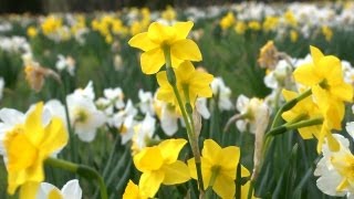 All About Daffodils  At Home With P Allen Smith [upl. by Nairred]