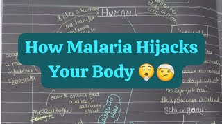 Malaria and its life cycle class 12th biology [upl. by Genovera931]