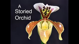 Paphiopedilum gratrixianum [upl. by Elliott432]