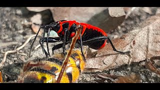 Pyrrhocoris Apterus  Firebug Part 2  Sucking fluids from Vespa Crabro [upl. by Nitsirt852]