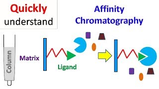 Affinity chromatography [upl. by Buskus]