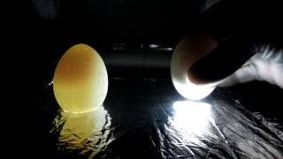 HOW TO TELL IF A CHICKEN EGG IS FERTILE FOR HATCHING ON DAY 5 OF INCUBATION [upl. by Procto1]