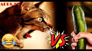 😂😂😂Compilation vidéo drôles des chat vs concombre 2020😂😂😂 [upl. by Lasorella593]