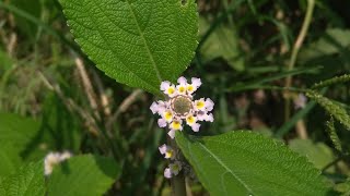 জংলী গাছ পুটুস quotছত্রাquot ভারবেনা Lantana [upl. by Kiersten]