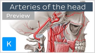 Arteries of the head internal and external carotid arteries preview  Human Anatomy  Kenhub [upl. by Stilla]