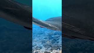 Manta rays scubadiving underwater ocean fish nature travel bali  indonesia gopro [upl. by Arreis]