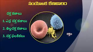 9th Class connective tissues in Telugu [upl. by Dania340]