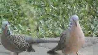 Spotted Doves Mating II [upl. by Sualk]