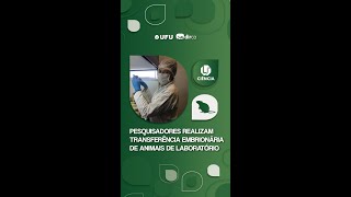 Pela primeira vez na UFU pesquisadores realizam transferência embrionária de animais de laboratório [upl. by Issie]