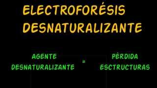 Electroforesis Desnaturalizante SDS PAGE [upl. by Gershon]