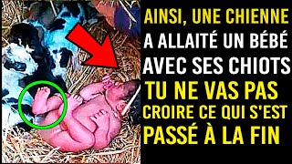 Une chienne sauve un bébé et le protège avec ses chiots un an plus tard quelque chose dincroyable [upl. by Nesta923]