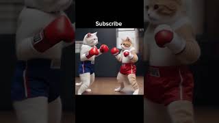 Boxing Cat cat kitten cute shorts [upl. by Cristobal]