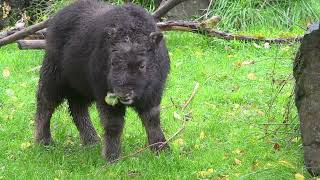 Baby muskox moves to larger habitat [upl. by Niu]