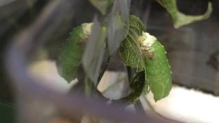 Tawny emperor chrysalis formation [upl. by Ariadne754]