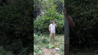 3 years old mango 🥭 Tree treechallenge planttrees plantatree 🌳 planted by Trees plants info [upl. by Cynth]