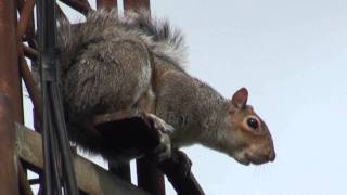 GREY SQUIRREL ALARM CALL [upl. by Minsat809]