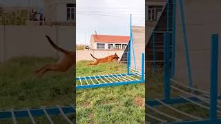 😎The Belgian Malinois jumps🦮 Shorts amazing crazy jump dog [upl. by Geaghan]