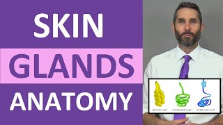 Skin Glands Anatomy Sweat Glands Sebaceous Glands Integumentary System [upl. by Ycnay]