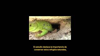 Los lagartos ocelados se refugian en madrigueras de conejos🦎😱lagarto conejo nature [upl. by Azeret]