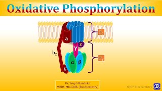 3 Oxidative Phosphorylation  Biological Oxidation  Biochemistry  NJOY Biochemistry [upl. by Nalloh]