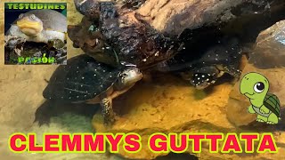 Clemmys Guttata en zoológico tortuga moteada [upl. by Virgilia]