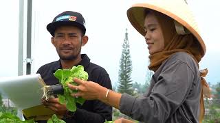 Cerita Hangat dari Kebun Sejuk Cipanas Baby Romaine Segar dari CV Green Estate [upl. by Eckart708]