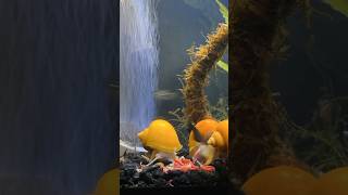 BLOODWORM FEAST TIMELAPSE fishkeeping aquarium mysterysnail [upl. by Lleunamme]