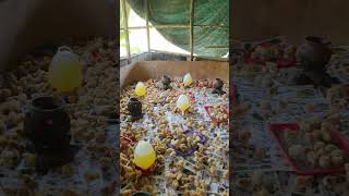 How to ensure maximum brooder temperature chickenhatch farming hatchery poultryfarming egg [upl. by Akkim459]