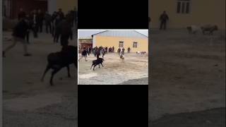 2 Men x 2 Sheeps BooM BooM  Funny Video [upl. by Sunny]