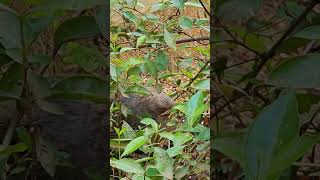 Yellow  Billed Babbler baby [upl. by Novahs]