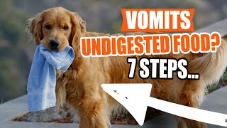 WHAT to do if your PUPPY Vomits UNDIGESTED Food🐶👇 [upl. by Adnofal]