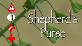 Shepherds Purse Edible Medicinal amp Cautions [upl. by Igig433]