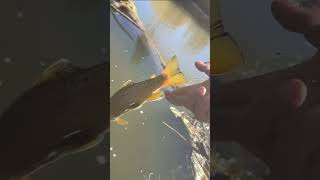 Brown town brownieshake creek creekwater creekfishing browntrout fish fishing [upl. by Bobina]