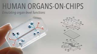 Human OrgansOnChips Exhibit Video [upl. by Yruj]