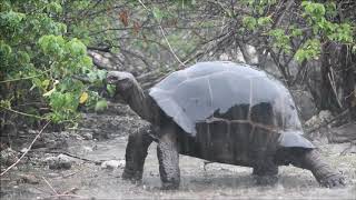 Aldabra tortoise in the rain [upl. by Mylo]