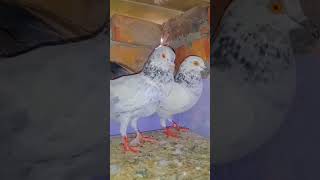 ritik dog kennel hiphop pigeon shortvideos trending ritikdogkennel177 newpigeonvideo [upl. by Anelhtac724]