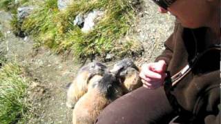 Gefräßige Murmeltiere am Großglockner  Marmots in the alps [upl. by Ettenad]