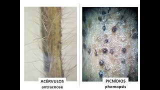 Soja HOJE Antracnose ou Phomopsis Como identificar [upl. by Jordain]