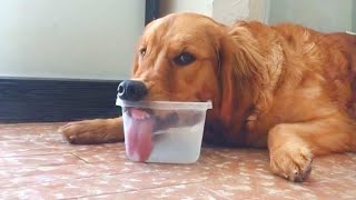 These Funniest Golden Retrievers will have you in Stitches 🤣 Funny dog videos 2024 [upl. by Uase201]